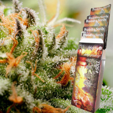 Buddha Assorted auto feminised (Buddha Seeds)