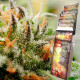 Семена конопли Buddha Assorted autofem. Buddha Seeds