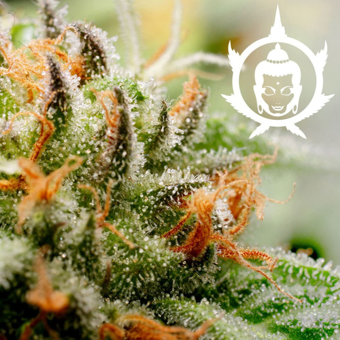 Семена конопли Buddha Assorted autofem. Buddha Seeds