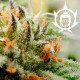 Семена конопли Buddha Assorted autofem. Buddha Seeds