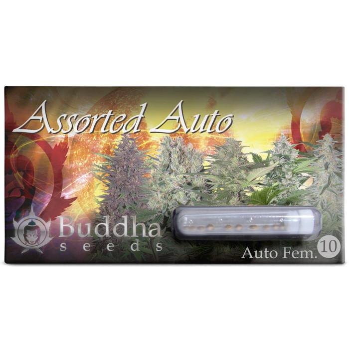 Семена конопли Buddha Assorted autofem. Buddha Seeds