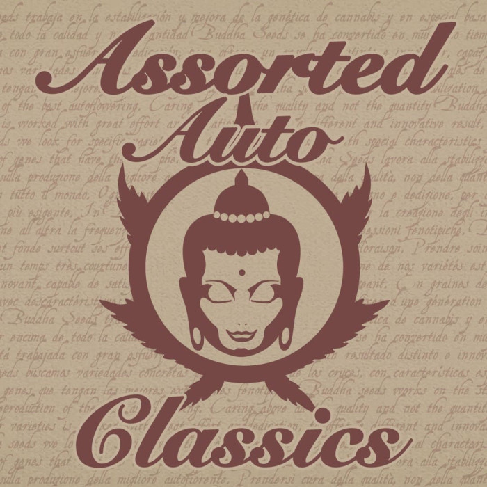 Семена конопли Assorted Classics autofem. Buddha Seeds