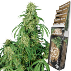 Buddha Calamity Jane auto feminised (Buddha Seeds)