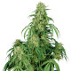 Насіння коноплі Buddha Calamity Jane autofem. Buddha Seeds