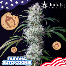 Buddha Cookie auto feminised (Buddha Seeds)