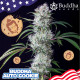 Насіння коноплі Buddha Cookie autofem. Buddha Seeds