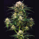 Насіння коноплі Buddha Cookie autofem. Buddha Seeds