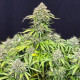 Насіння коноплі Buddha Cookie autofem. Buddha Seeds