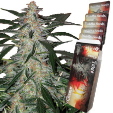 Buddha Deimos auto feminised (Buddha Seeds)