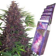 Buddha Purple Kush auto feminised (Buddha Seeds)