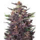 Насіння коноплі Buddha Purple Kush autofem. Buddha Seeds