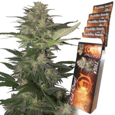 Buddha Red Dwarf auto feminised (Buddha Seeds)