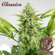 Buddha Skunk auto feminised (Buddha Seeds)