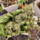 Насіння коноплі Buddha Skunk autofem. Buddha Seeds