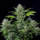 Семена конопли Buddha Tangie autofem. Buddha Seeds