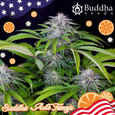 Buddha Tangie auto feminised (Buddha Seeds)