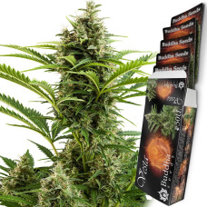 Buddha Vesta auto feminised (Buddha Seeds)