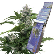 Buddha White Dwarf auto feminised (Buddha Seeds)