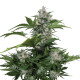 Насіння коноплі Buddha White Dwarf autofem. Buddha Seeds