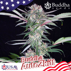 Buddha Zkitt auto feminised (Buddha Seeds)