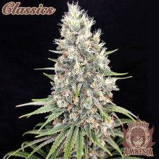 Buddha Amnesia feminised (Buddha Seeds)