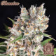 Насіння коноплі Buddha Amnesia fem. Buddha Seeds