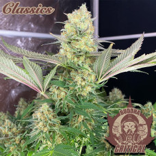 Buddha Critical feminised (Buddha Seeds)