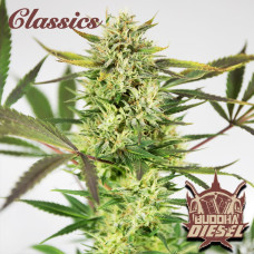 Buddha Diesel feminised (Buddha Seeds)