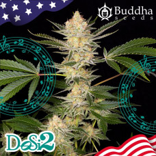 Buddha DoSi2 feminised (Buddha Seeds)