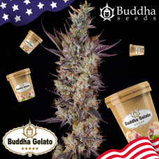 Buddha Gelato feminised (Buddha Seeds)