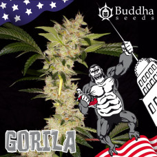 Gorilla feminised (Buddha Seeds)