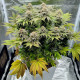 Семена конопли Gorilla fem. Buddha Seeds