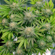 Семена конопли Gorilla fem. Buddha Seeds