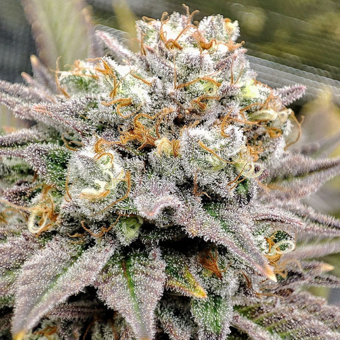 Семена конопли Gorilla fem. Buddha Seeds