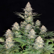 Buddha Kraken feminised (Buddha Seeds)