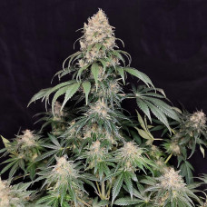 Buddha Medikit feminised (Buddha Seeds)