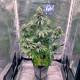 Насіння коноплі Buddha Medikit fem. Buddha Seeds