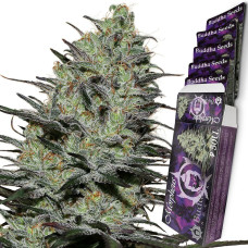 Morpheus feminised (Buddha Seeds)