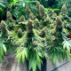 Семена конопли Morpheus fem. Buddha Seeds
