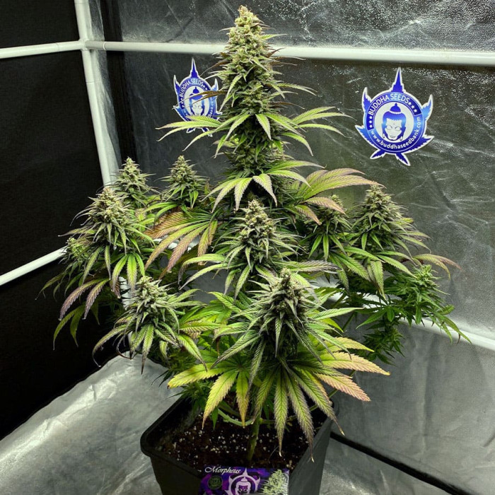 Семена конопли Morpheus fem. Buddha Seeds