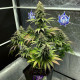 Семена конопли Morpheus fem. Buddha Seeds