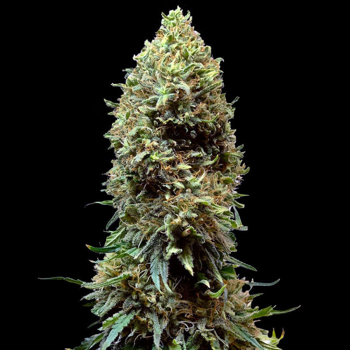 Семена конопли Morpheus fem. Buddha Seeds