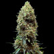 Семена конопли Morpheus fem. Buddha Seeds