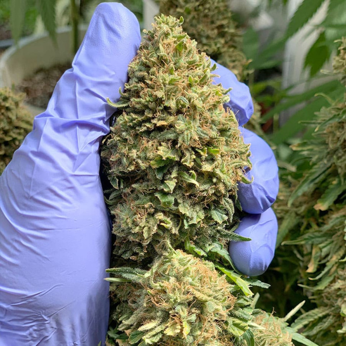 Семена конопли Morpheus fem. Buddha Seeds
