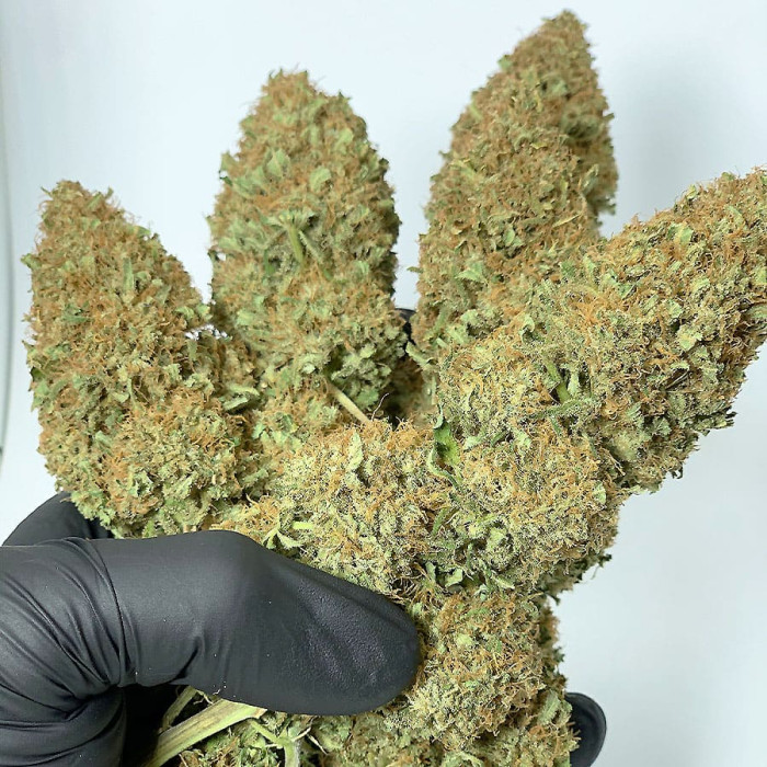 Семена конопли Morpheus fem. Buddha Seeds