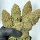 Семена конопли Morpheus fem. Buddha Seeds