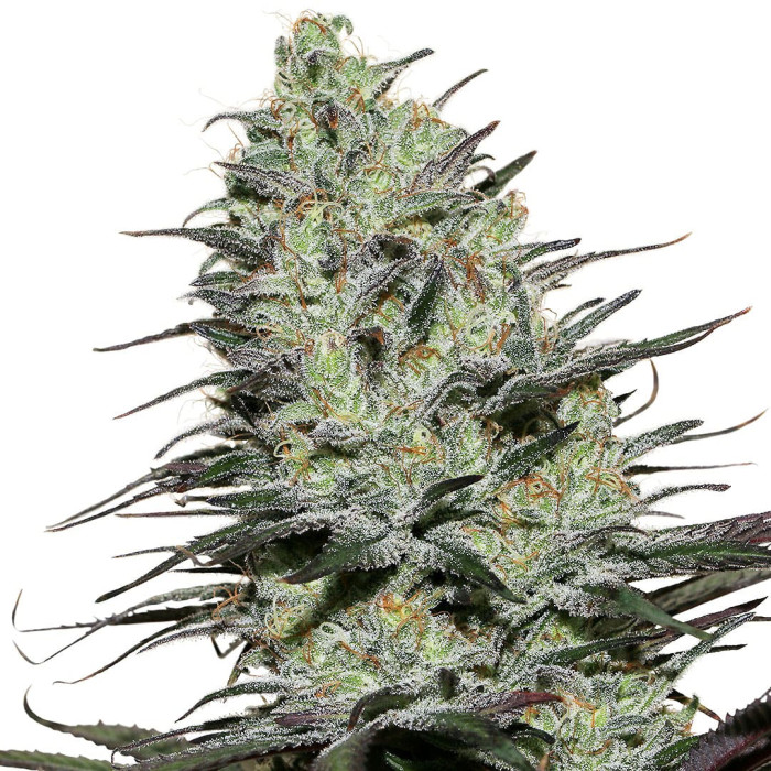 Семена конопли Morpheus fem. Buddha Seeds