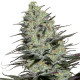 Семена конопли Morpheus fem. Buddha Seeds