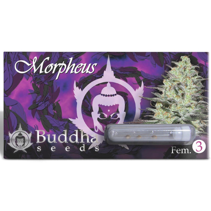 Семена конопли Morpheus fem. Buddha Seeds