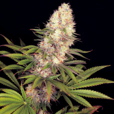 Panakeia High Terpenes feminised (Buddha Seeds)